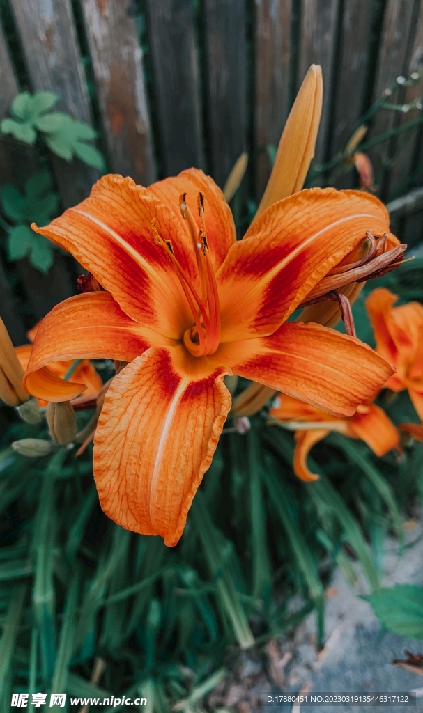 萱草