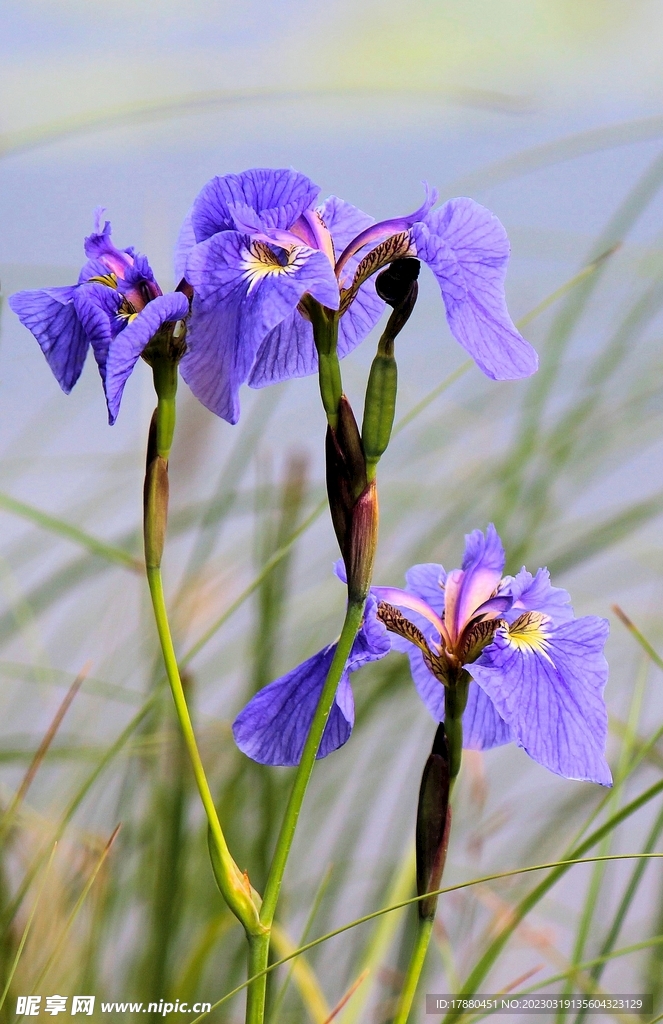 玉蝉花