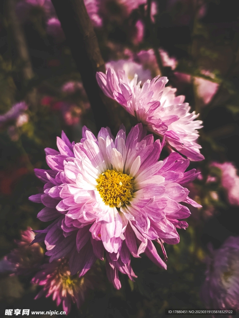 菊花