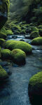 原始雨林