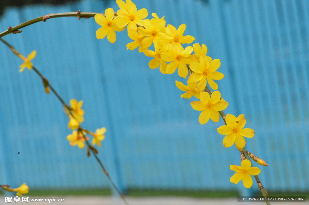 迎春花  