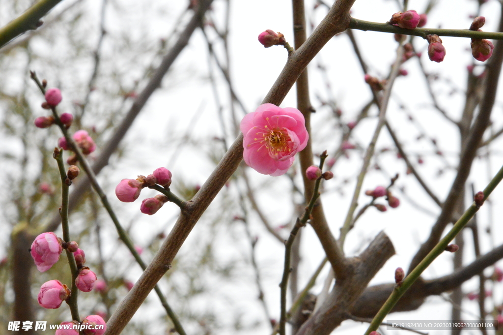 梅花