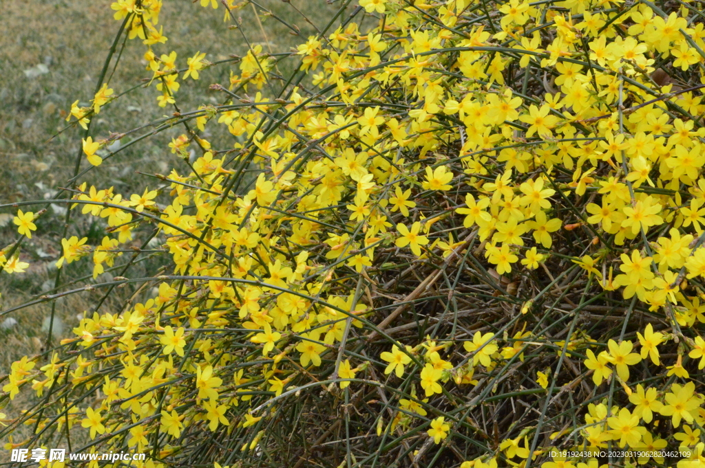 迎春花  