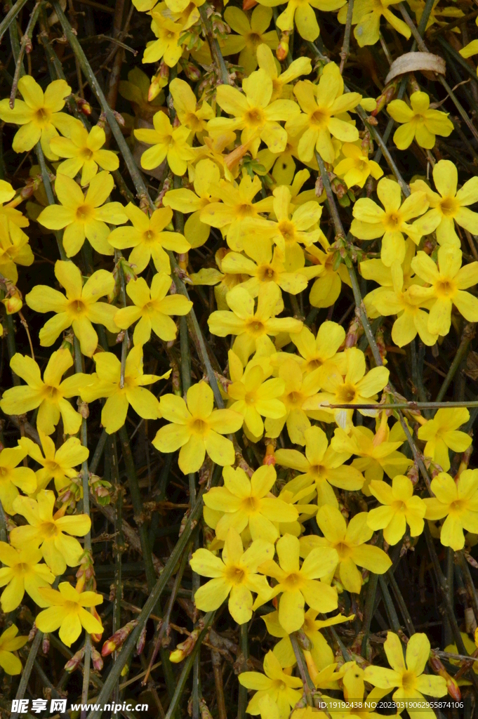 迎春花 