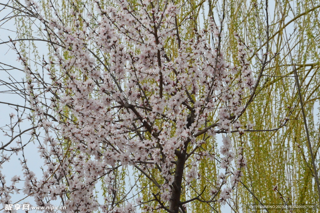 山桃花  