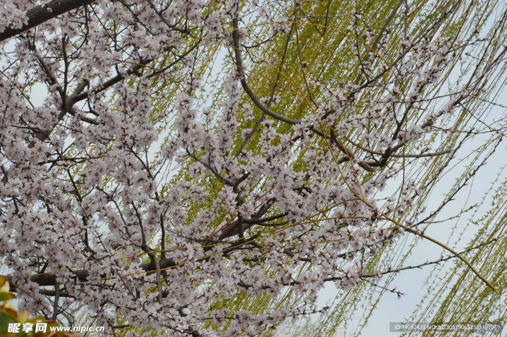 山桃花 