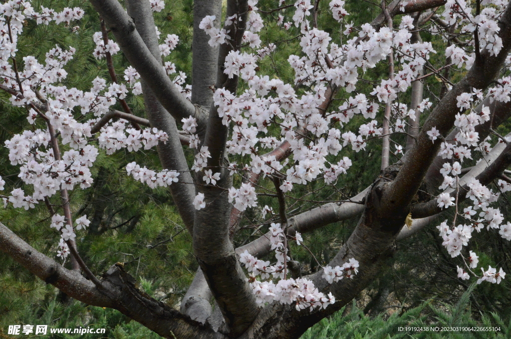 山桃花 