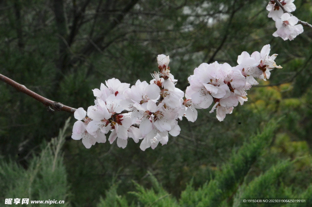 山桃花