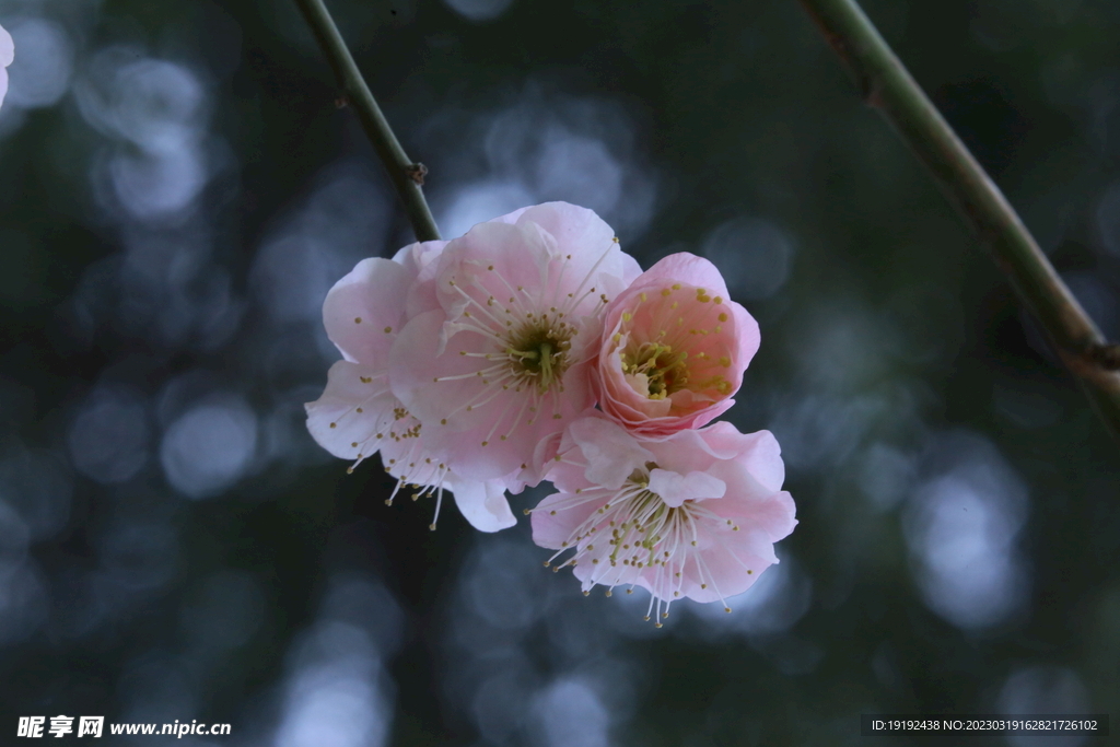 梅花 