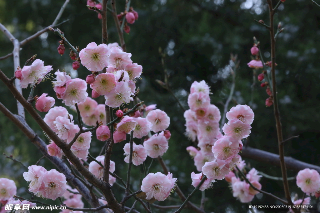 梅花