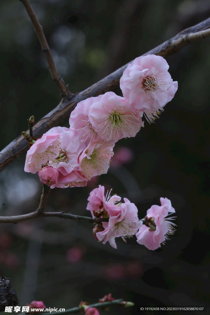 梅花 