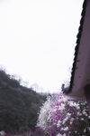 玉兰花