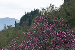 玉兰花
