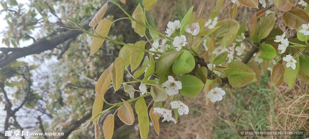 梨花