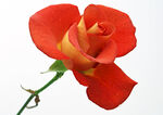 月季花