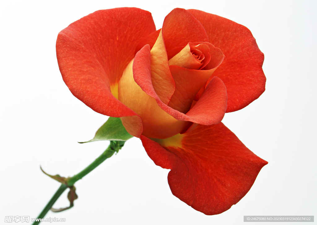 月季花