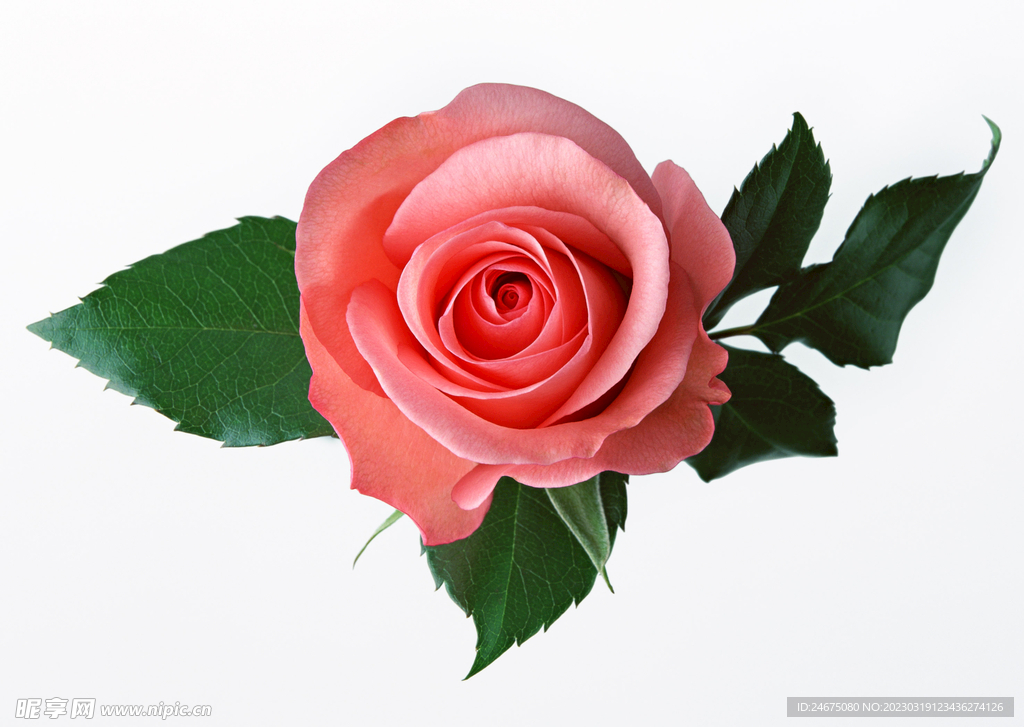 月季花