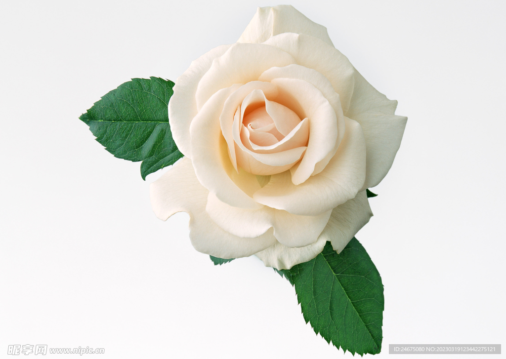 月季花