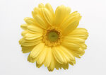 杭菊