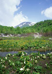 远山树林