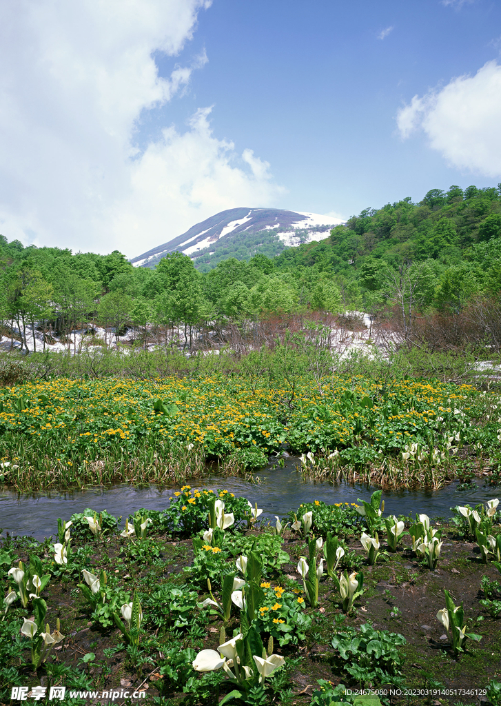 远山树林