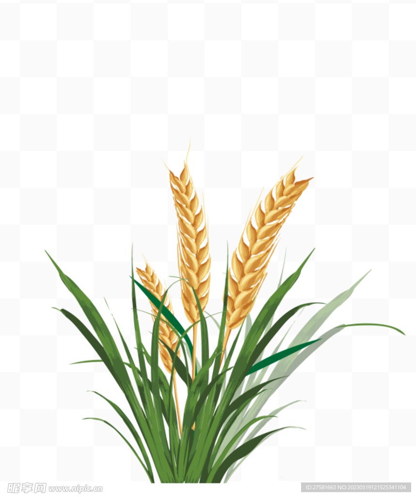 麦穗
