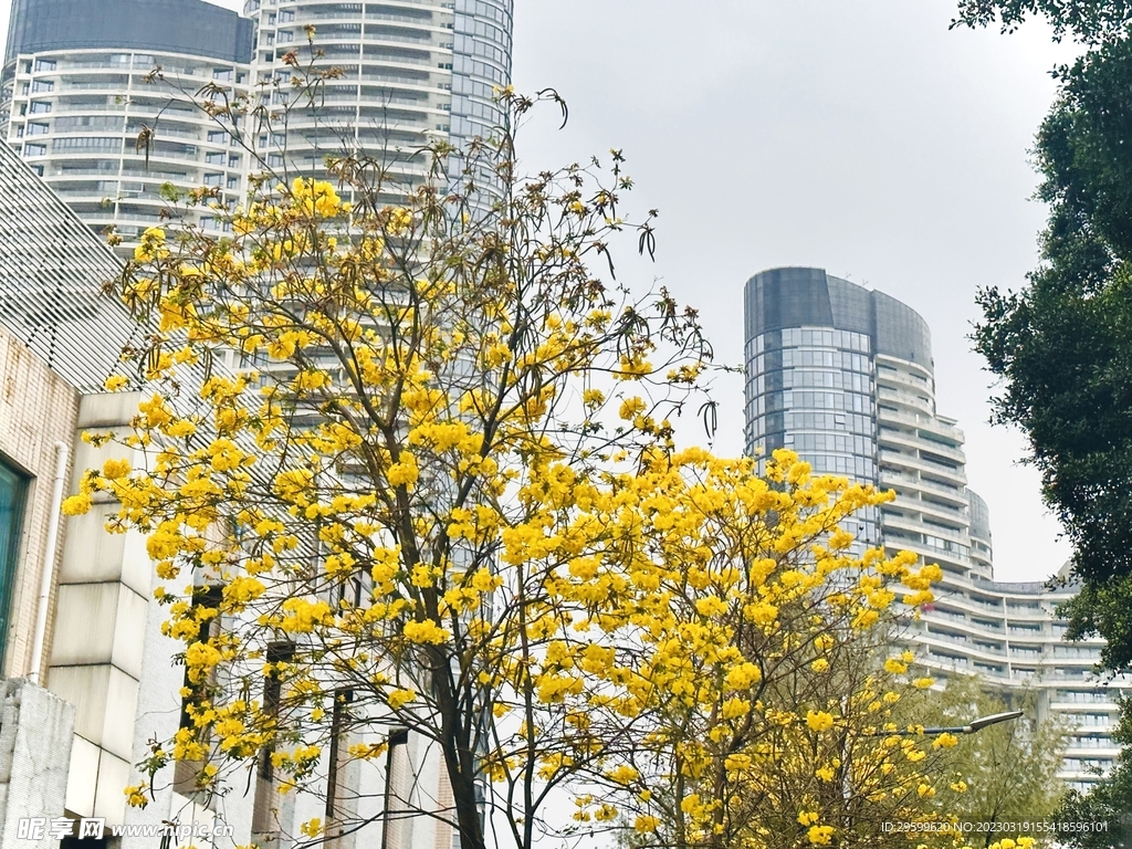 黄花风铃木