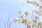 日光下的樱花