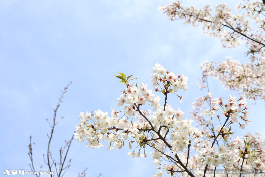 日光下的樱花