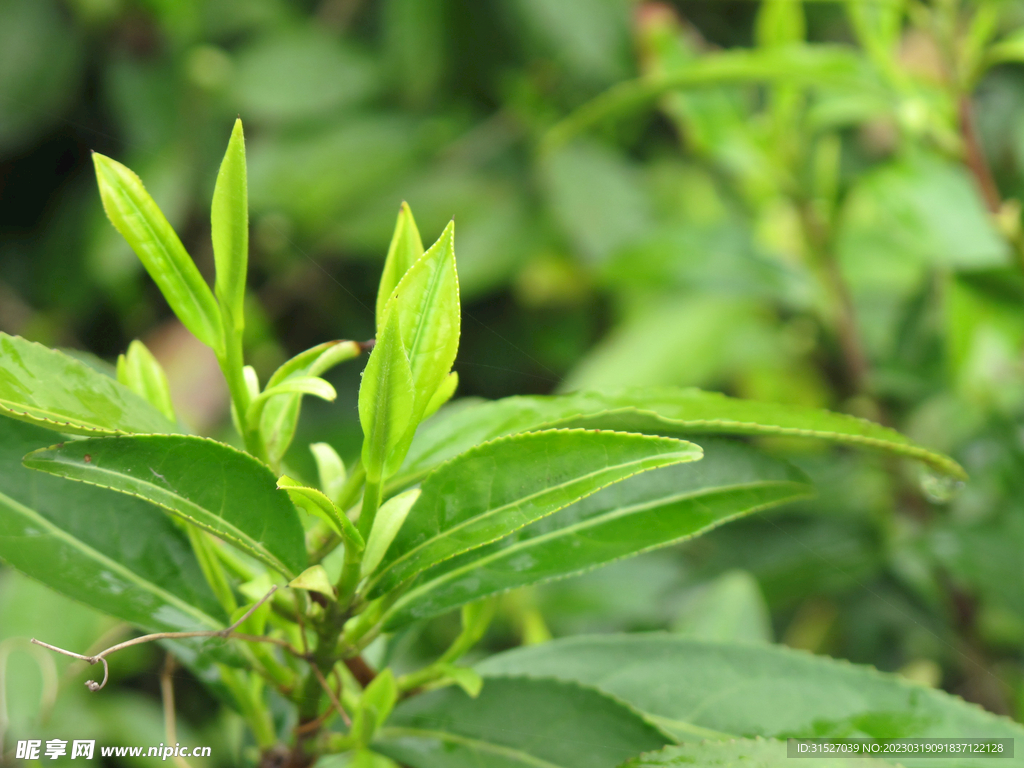 茶树上的茶叶