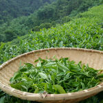 绿茶新茶