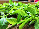 新鲜茶叶