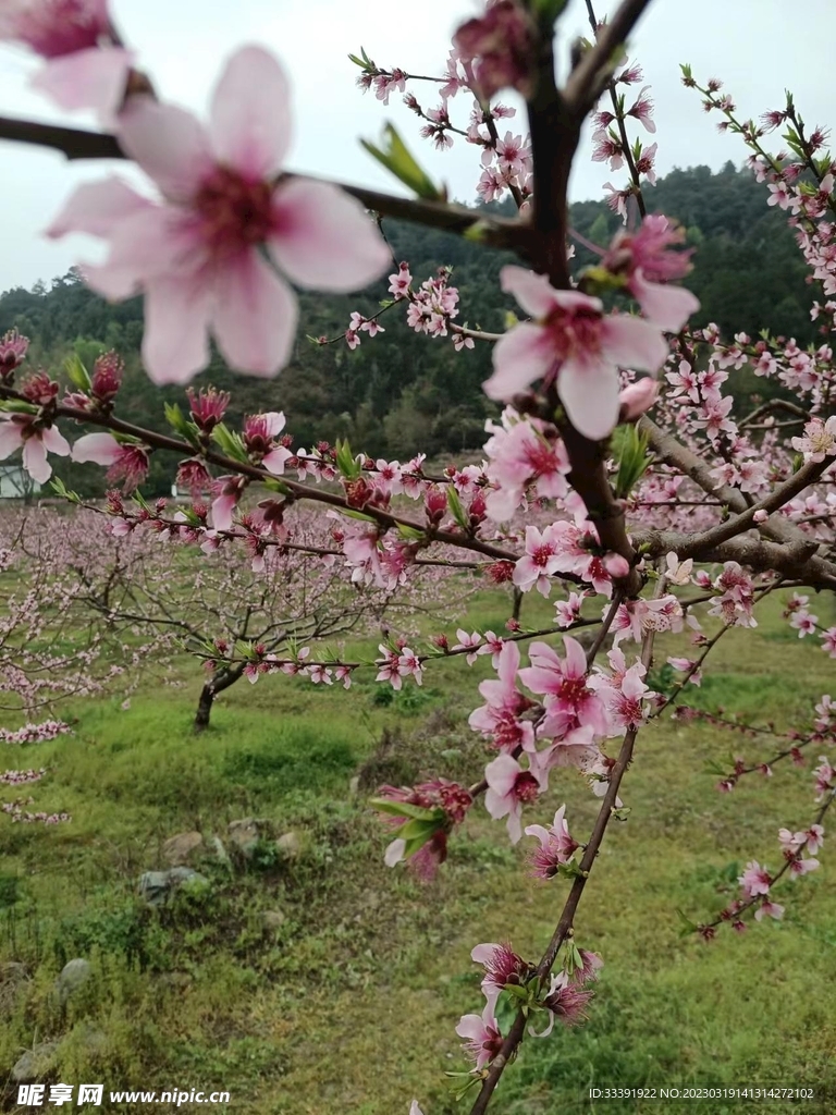 桃花 桃树