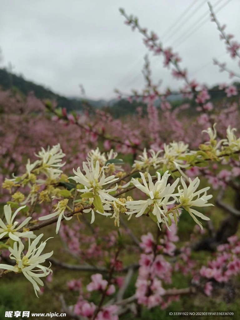桃花