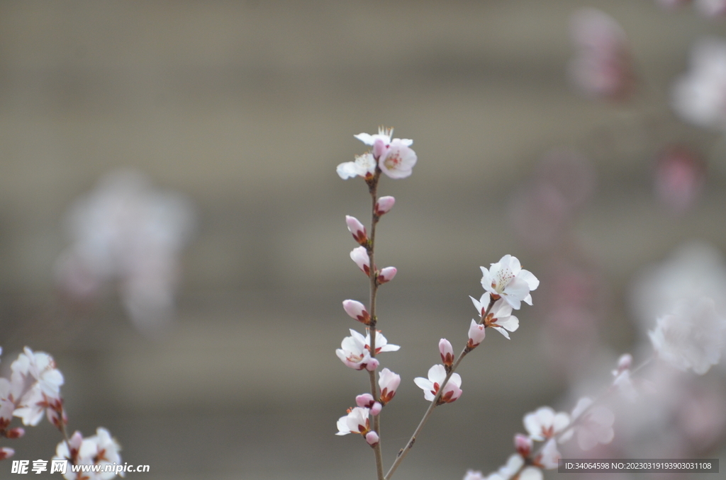 一枝桃花