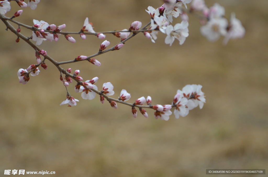 一束桃花