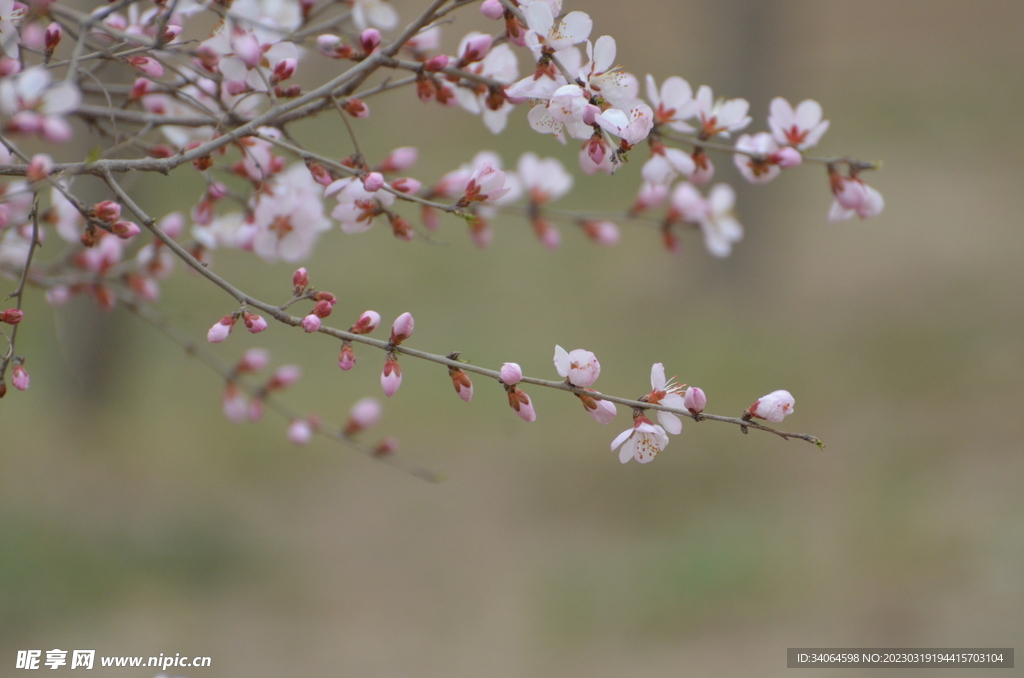 一束山桃花