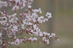 粉色山桃花