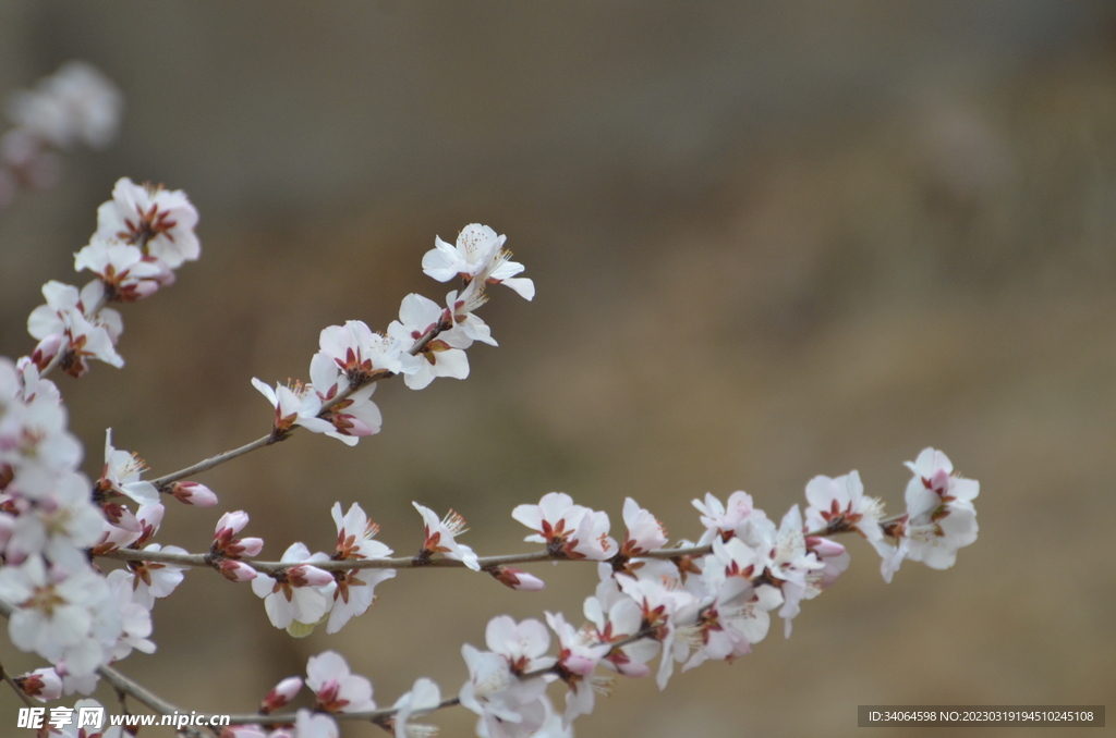 一丛桃花