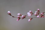 一枝春桃花