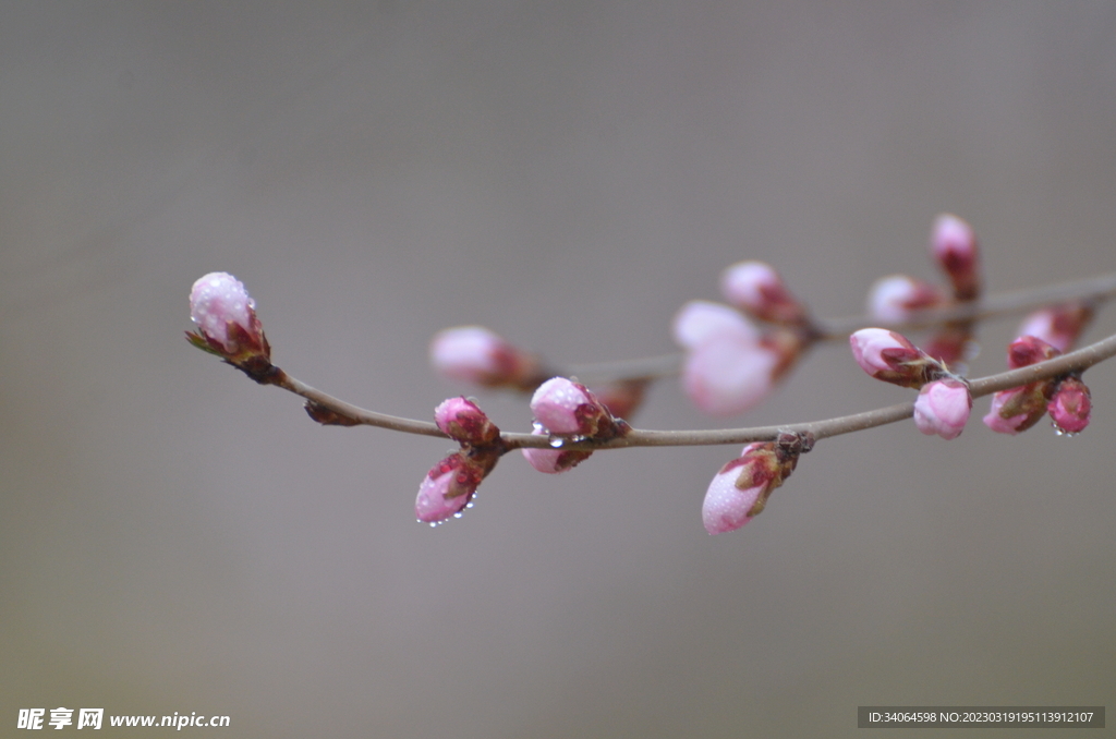 一枝春桃花