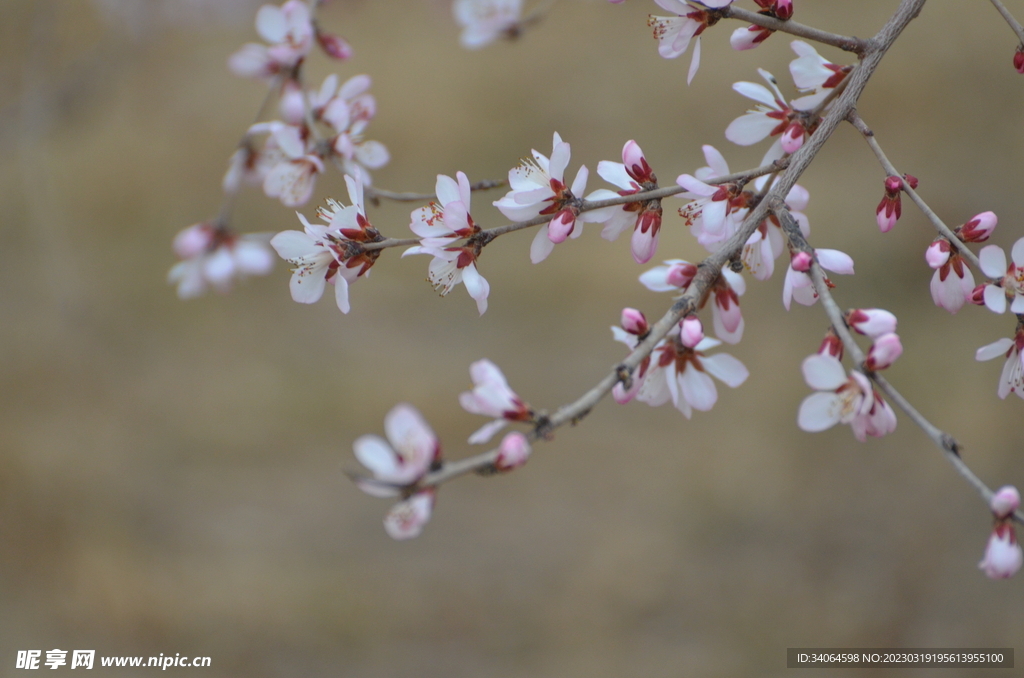 春季桃花