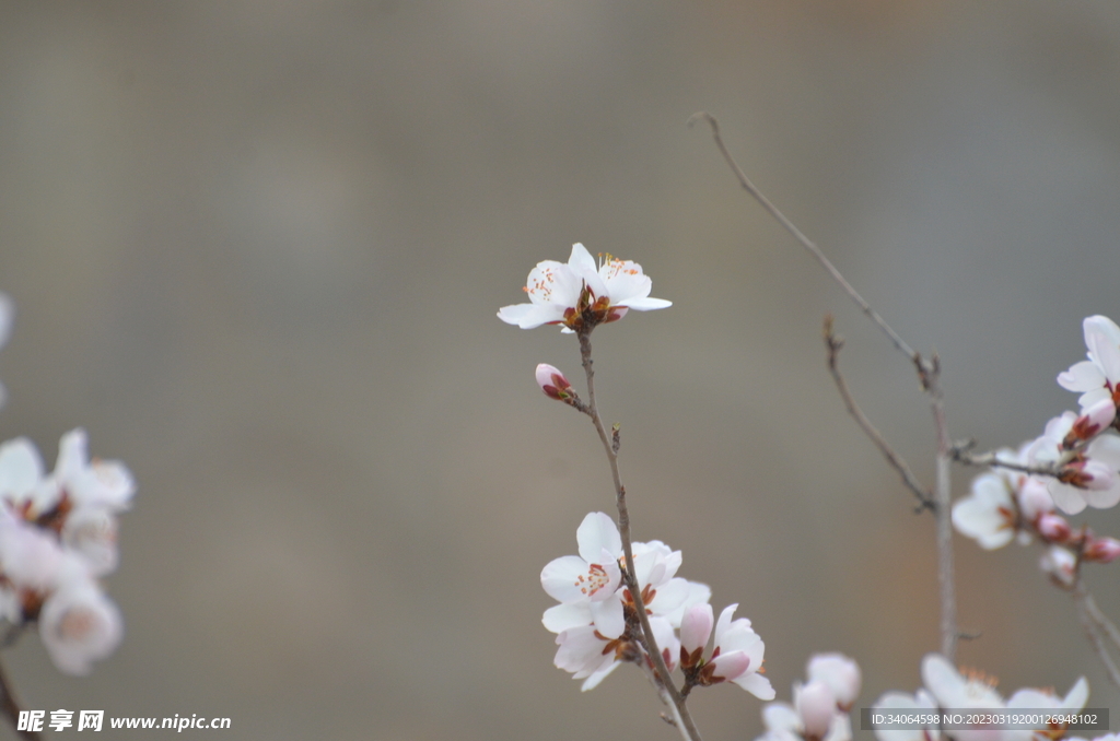 白桃花