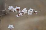 一枝山桃花
