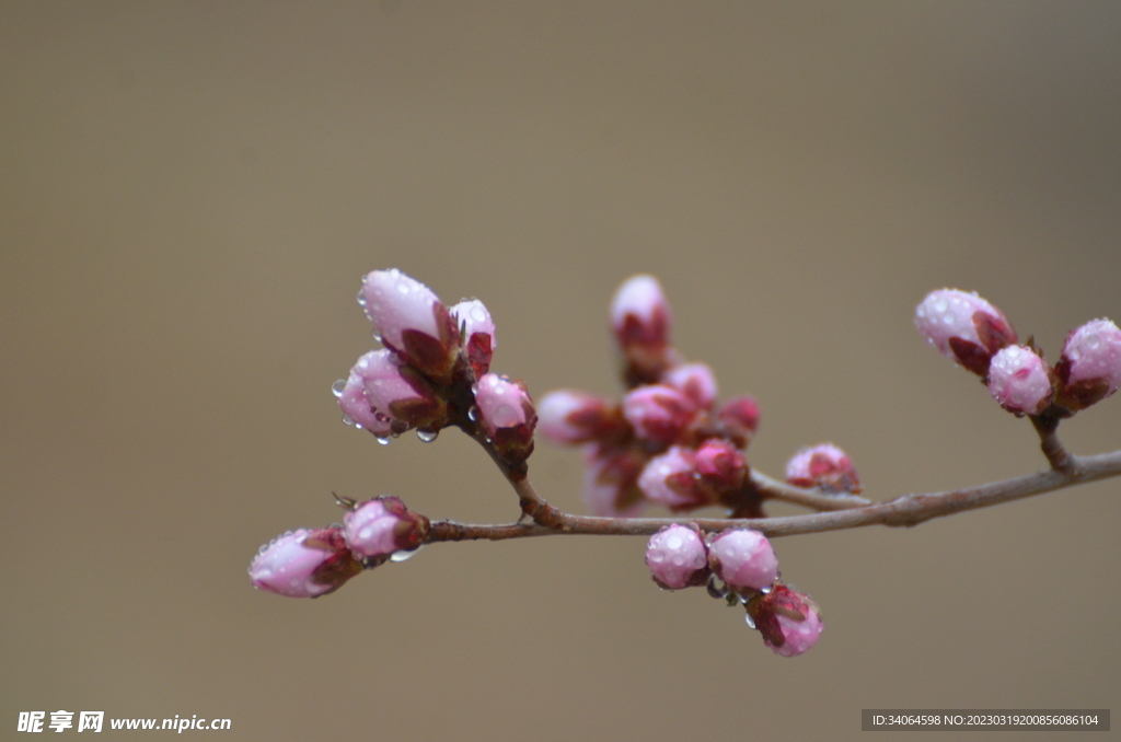 桃花花蕾