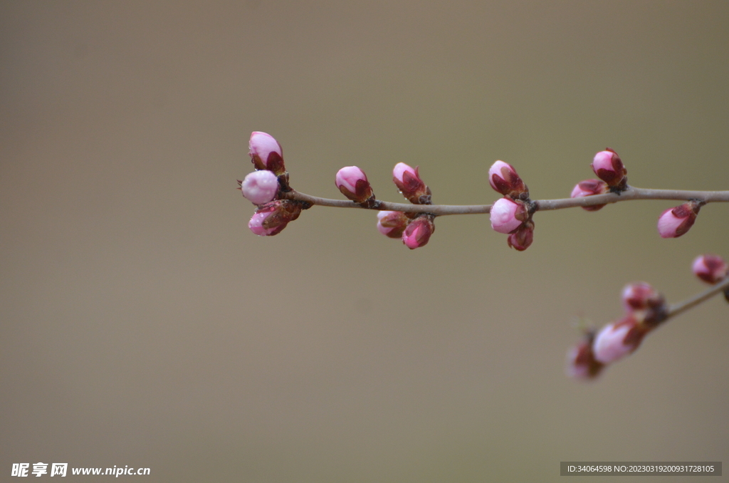 一枝桃花花蕾