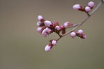 粉色桃花花蕾