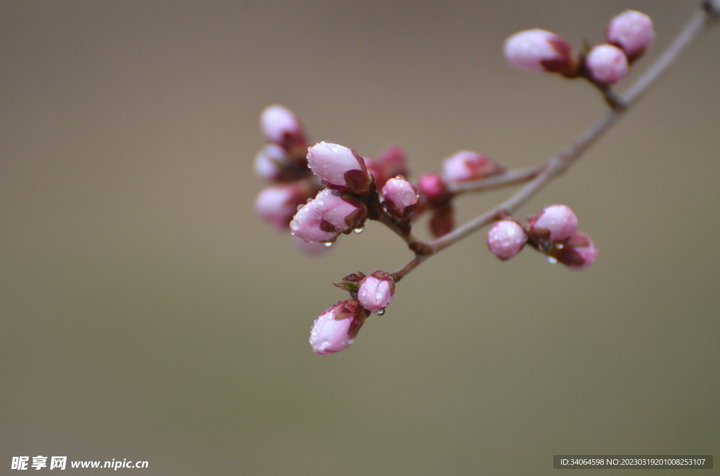 粉色桃花花蕾