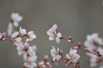 桃花满枝