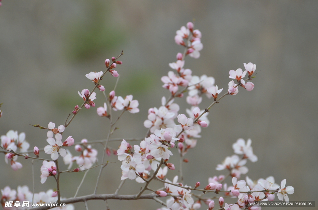 桃花开满枝